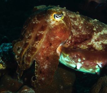 Giant Cuttlefish